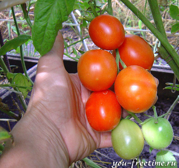 Как правильно собрать семена помидоров