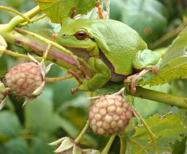 Зелёная лягушка.  Защищает сад от насекомых